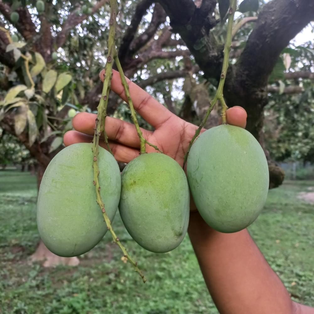 Buy Langra Mango