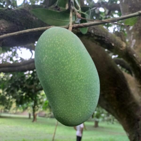 Buy Now Chapai Fazli Mango