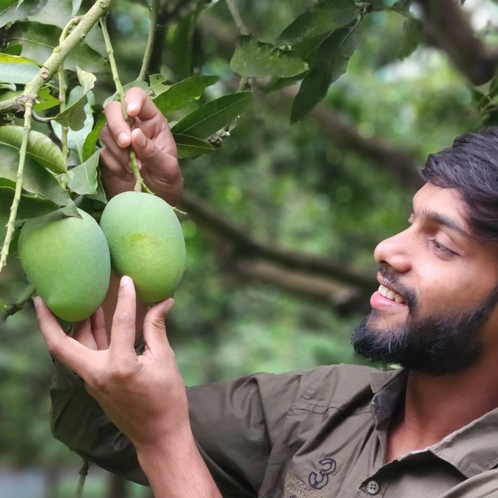 Buy Khirsapat Mango or himsagar mango online