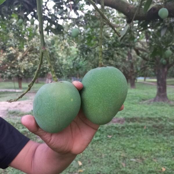 Khirsapat Mango
