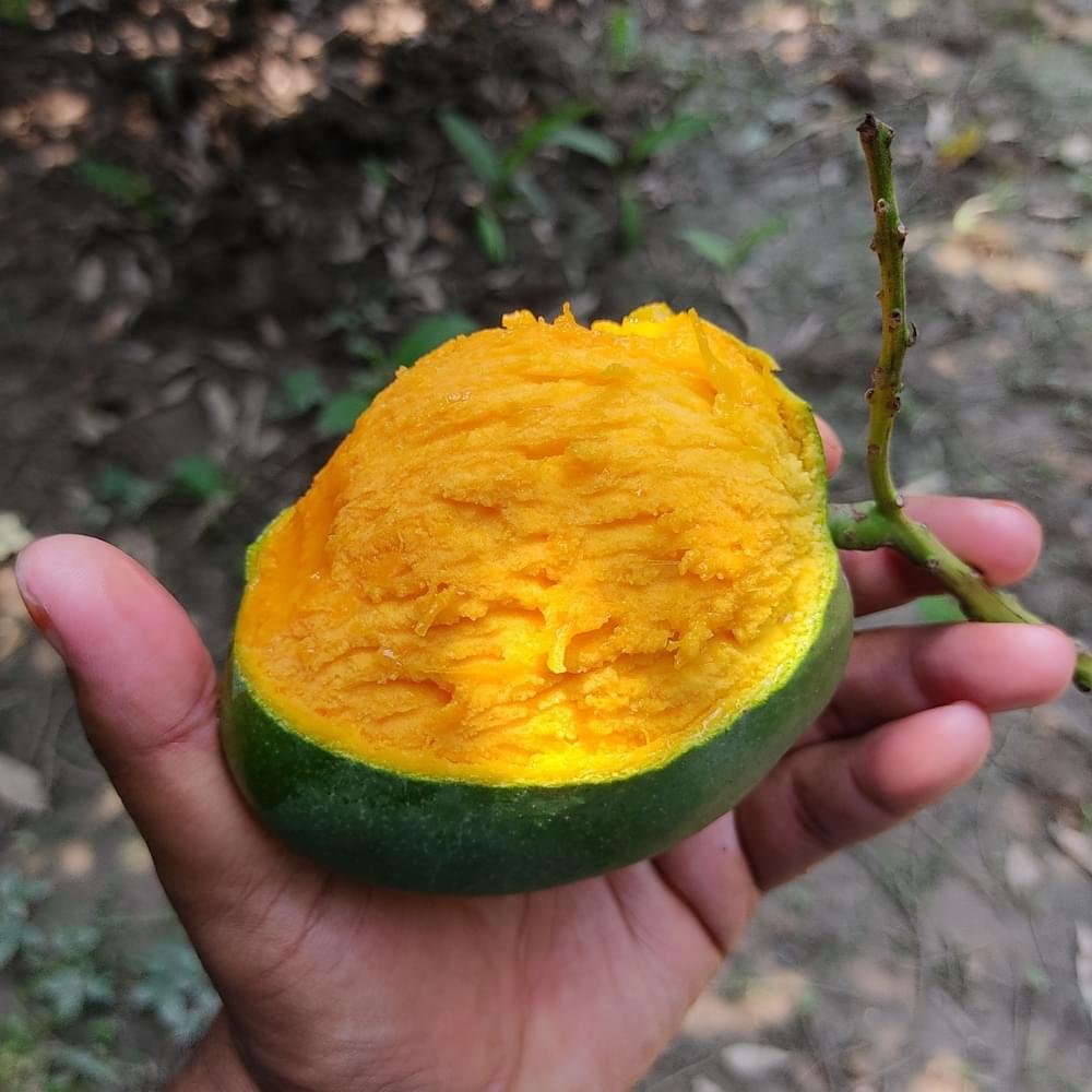 Buy now Himsagar Mango