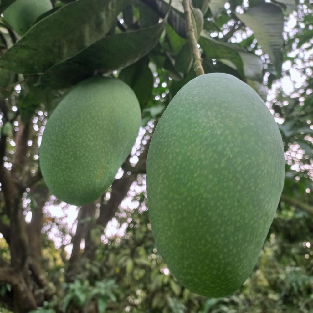 _Fazli Mango ফজলি আম