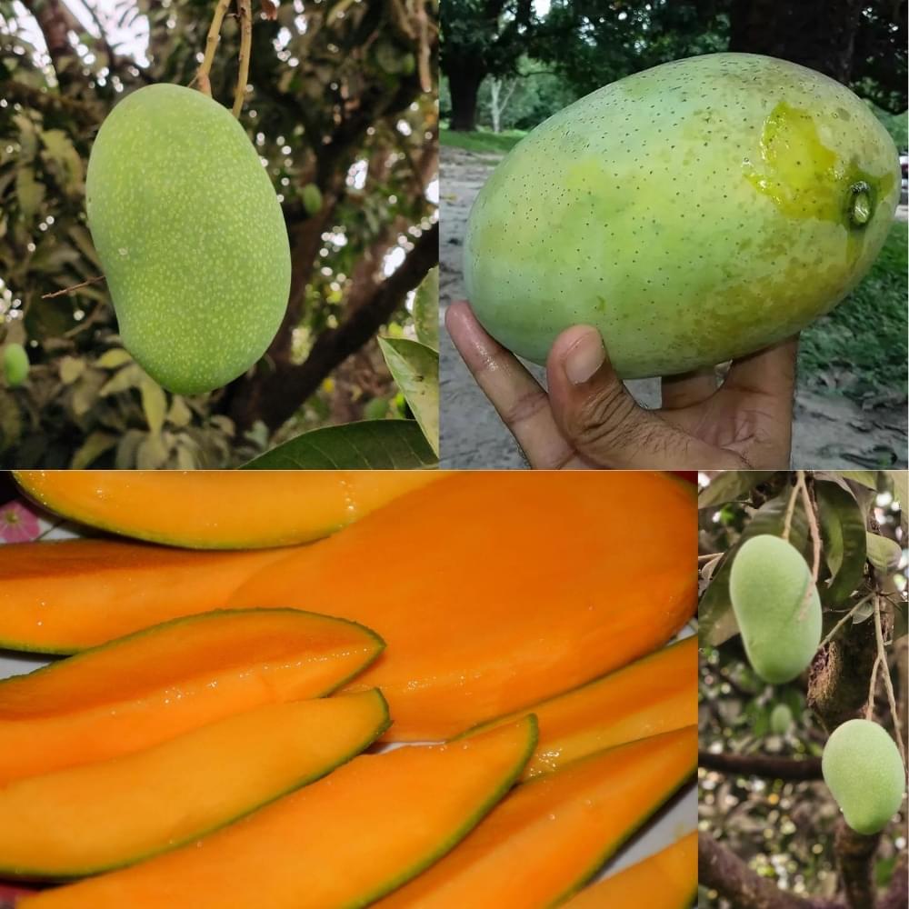 Fazli Mango | ফজলি আম