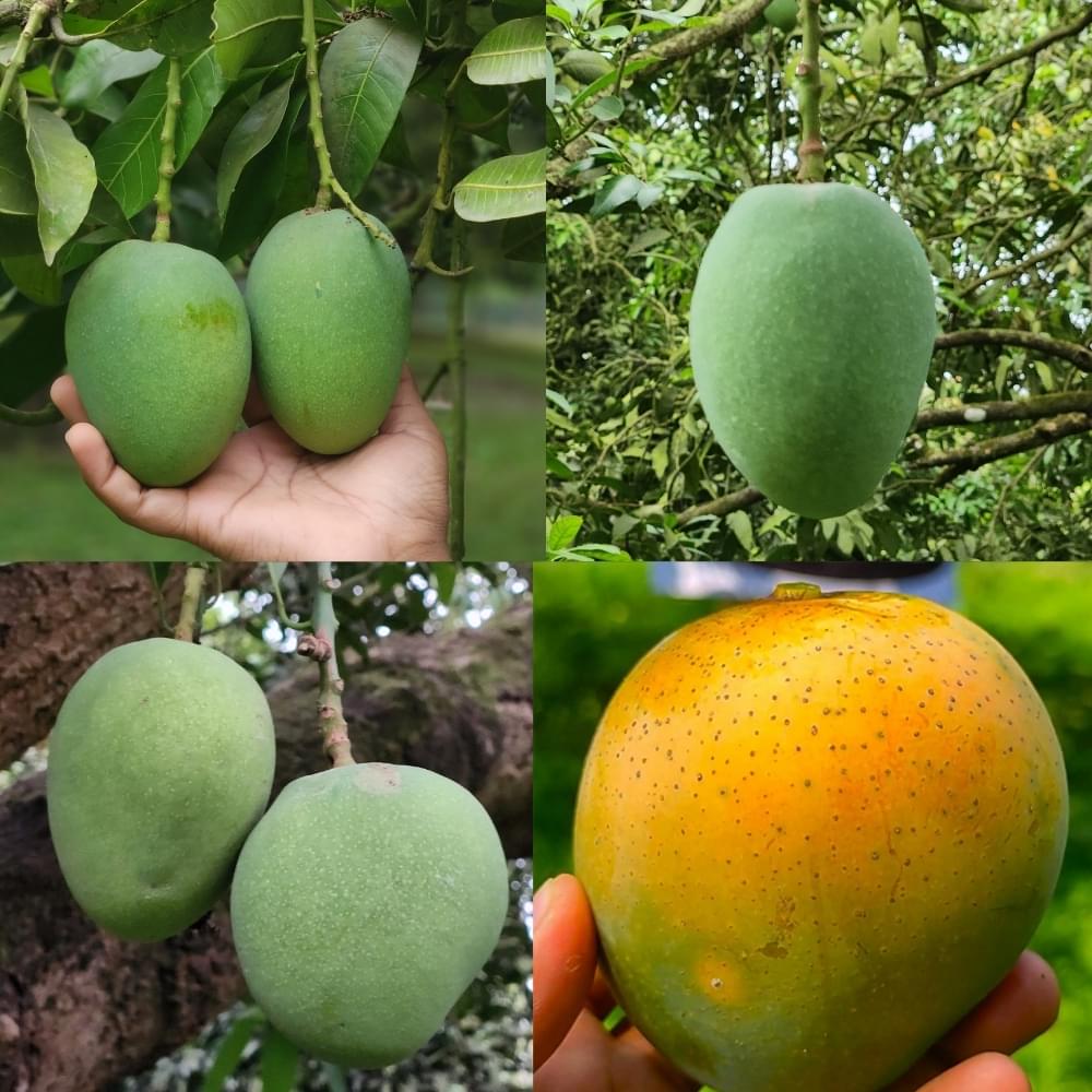 Khirsapat Mango | খিরসাপাত/হিমসাগর আম