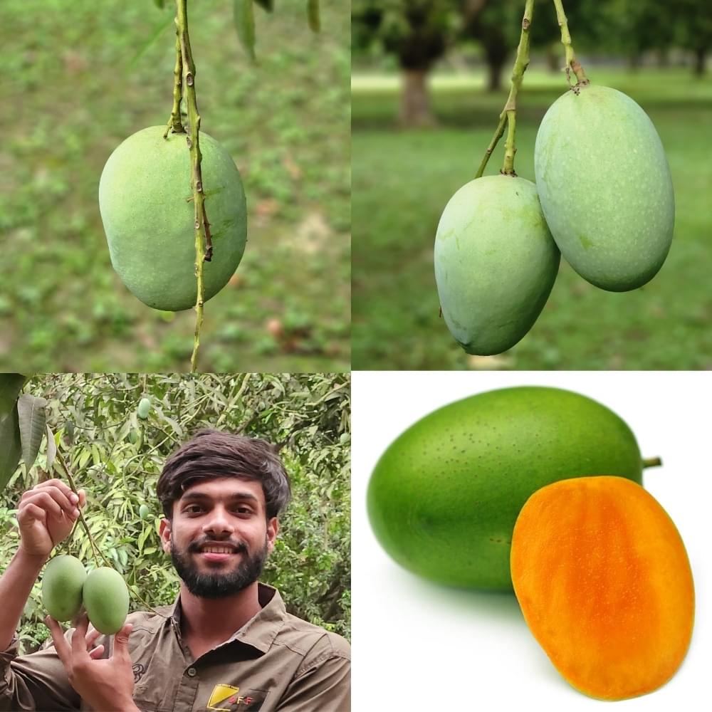 Langra Mango ল্যাংড়া আম on ChapaiMango.shop